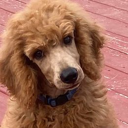 Poodles from Kings River Poodles and Doodles