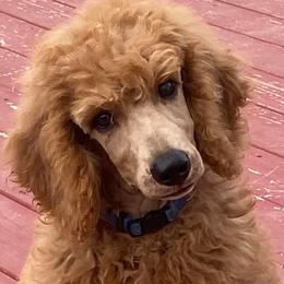 Poodles from Kings River Poodles and Doodles