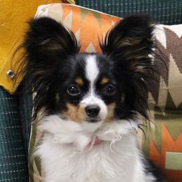 Papillon Puppies from AZSunshine K9's