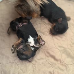 Yorkshire Terrier Puppies from Roleez Yorkies