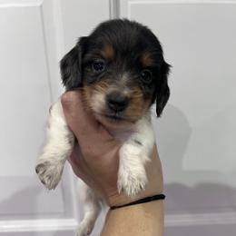 Patty - Dapple male Dachshund puppy in Fort Myers, Florida from Lady Margery’s Dachshunds