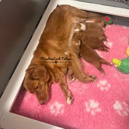 Nova Scotia Duck Tolling Retriever Puppies from Meadowlark Tollers