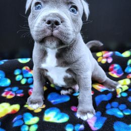 Bolognese - Blue male Staffordshire Bull Terrier puppy in Dallas, Texas from Wild Blue Staffords