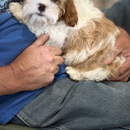 Cavapoo, Cavapoochon, and Companion Cross Puppies from Habibi Bears