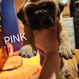 Girl 1 - Fawn female Mastiff puppy in Skoksonak, Arizona from Buck Lane Mastiffs