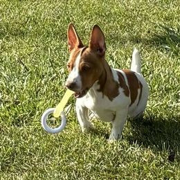Jerry - White and sable male Teddy Roosevelt Terrier puppy in Twin Falls, Idaho from Margo Lauritsen