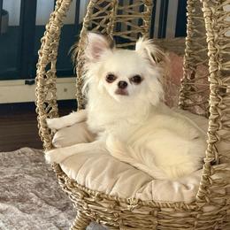 Poppy - Chihuahua