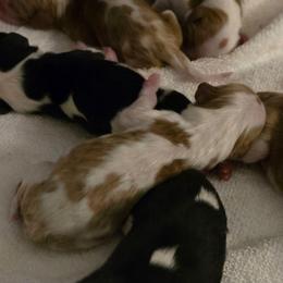 Blenheim Boy 3 - Blenheim male Cavalier King Charles Spaniel puppy in Meridian, Idaho from Reflection Cavaliers