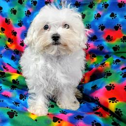 Klaus - White male Maltipoo puppy in Neosho, Missouri from Star Light Pups