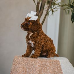 Tan Collar Melody - Red  female Goldendoodle puppy in Oak Hills, California from High Desert Doodles