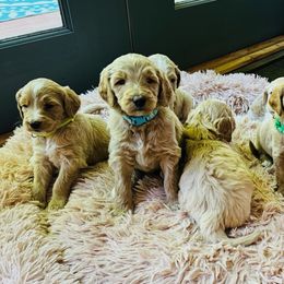 Goldendoodle Puppies from Ruby’s Goldendoodles