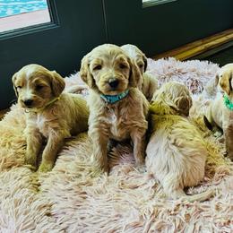 Goldendoodle Puppies from Ruby’s Goldendoodles