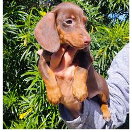 Brownie - Chocolate and tan male Dachshund puppy in Phoenix, Arizona from AZ's Prestigious Minature Dachshunds
