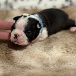 Darl blue male - Black and white male Boston Terrier puppy in Madera Acres, California from Muggin Bostons Terriers and Mini Dachshund