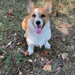 Tootsie - Red female Pembroke Welsh Corgi puppy in Hope, Arkansas from Foxy Knoll Farm