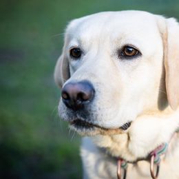 Chihuahuas and Labrador Retrievers from Gold Country Chihuahuas