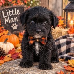 Macon - Black male Yorkipoo puppy in Lebanon, Kentucky from Mosaic Merle Doodles