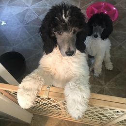 Poodle Puppies from High Mesa Standards