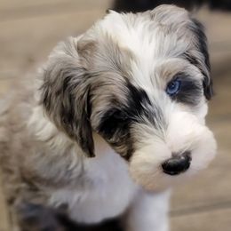 Australian Labradoodle, Bernedoodle, and Sheepadoodle Puppies from Lookingglass Doodles