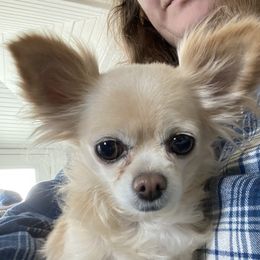 Porsha - Chihuahua