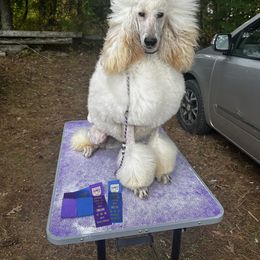 Collie, Poodle, and Shetland Sheepdog All Grown Up from Adiame Kennels