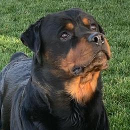 Gunter - Rottweiler