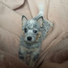Australian Cattle Dog Puppies from RnB Cattle Dogs