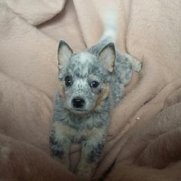 Australian Cattle Dog Puppies from RnB Cattle Dogs