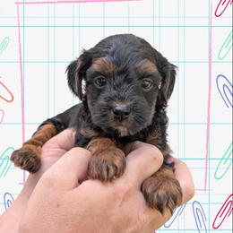 Wednesday - Black and tan male Yorkipoo puppy in Coshocton, Ohio from Forever Family Puppies