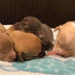 Chihuahuas from Roark Pack Chihuahua's & Pomsky's