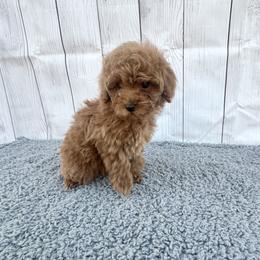 Prosper (AKC) - Red  male Poodle puppy in Riverside, California from Red Toy Poodle World