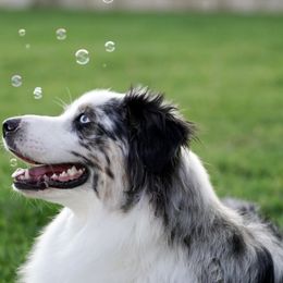 Australian Shepherds from ‘Ohana Aussies of Texas