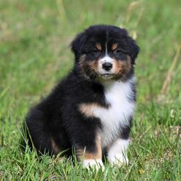 Boy 3 - Black tri-color male Australian Shepherd puppy in Rochester, Massachusetts from Clover Creek Aussies