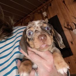 Leibe - Dapple female Dachshund puppy in Nashville, Georgia from Riverside Dachshund