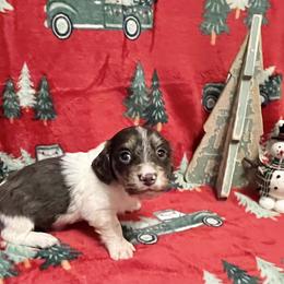 Blue - Piebald male Dachshund puppy in Massachusetts from Honey Bee Dachshunds