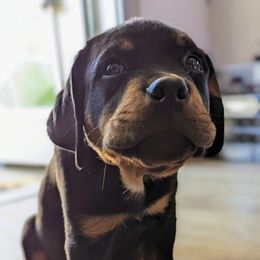 Rottweiler Puppies from Vom Allegiance Haus