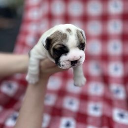 Bulldog Puppies from Sweet Rolls