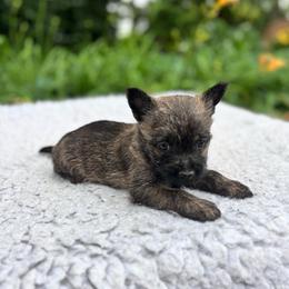 Nancy - Red brindle female Cairn Terrier puppy in Mountain Grove, Missouri from CreekTop