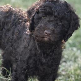 Ember - Chocolate female Labradoodle puppy in Manchaca, Texas from Heartrock Labradoodles