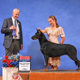 Voila - Beauceron