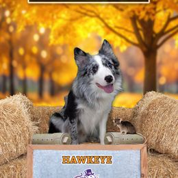 Hawkeye - Border Collie