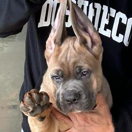 Cane Corso Puppies from Marcus Attilius Cane Corso