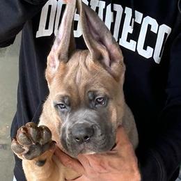 Cane Corso Puppies from Marcus Attilius Cane Corso