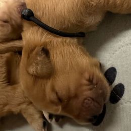 Boy 2 - Golden Retriever puppy from Triple J Goldens, LLC