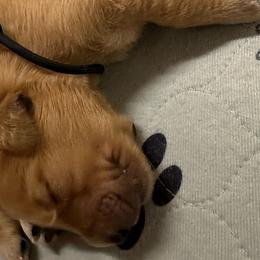 Boy 2 - Golden Retriever puppy from Triple J Goldens, LLC