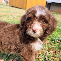 Nova - with training - Tri-color female Bernedoodle puppy in Boonville, North Carolina from Doods & Dolls