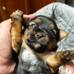 Libbies purple - Black and tan female Yorkshire Terrier puppy in Hardeeville, South Carolina from Pups of the Lowcountry