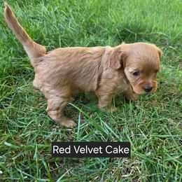 Red Velvet Cake - Brown female Cavapoo puppy in Lewisburg, Pennsylvania from Jessie's Puppies