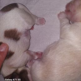 Shih Tzu Puppies from N.F.S.T Imperial ShihTzu Puppies.