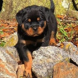 Rottweiler Puppies from Bronx Von Bridges Rottweilers